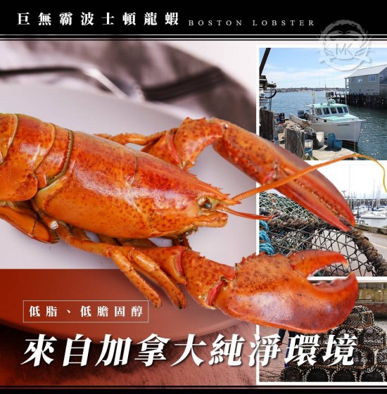 生凍巨無霸波士頓龍蝦