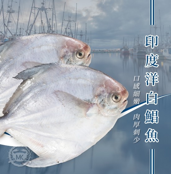 印度洋白鯧魚