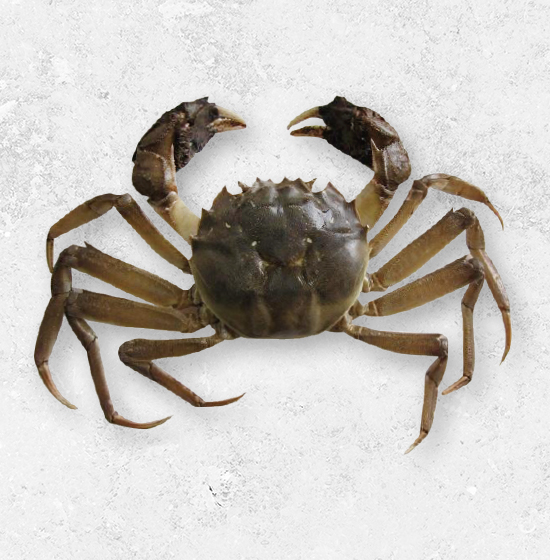 大閘蟹