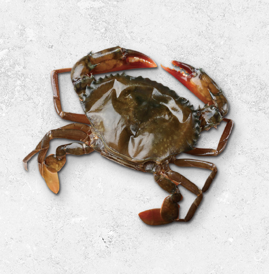 軟殼蟹