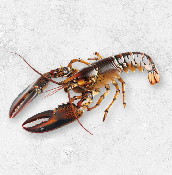 高壓波士頓龍蝦