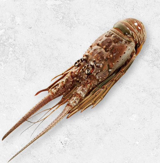 生凍龍蝦